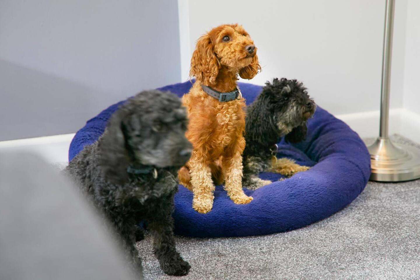 Apartment The Coach House Dog Friendly *
